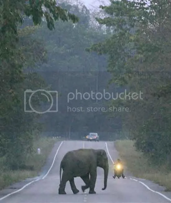 where can I get decent 7" h4 or better head lamps