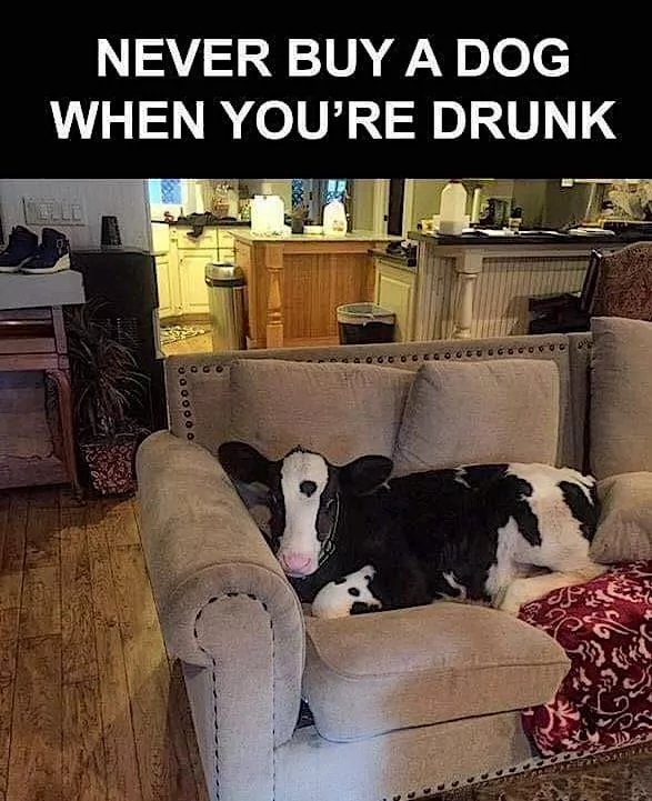 Post your jokes and humor here.