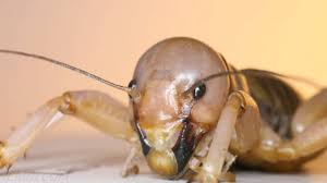 Pardon my ignorance....