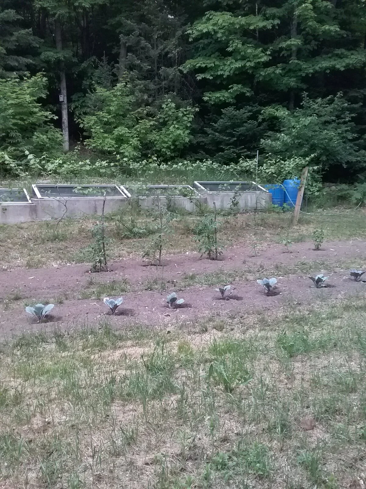 first vegetable garden