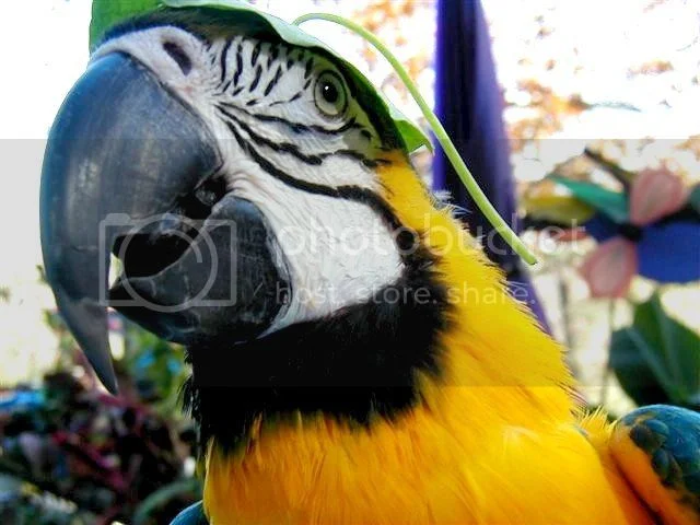 Commando Versus Modern