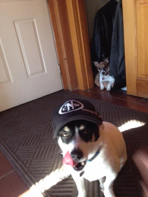 New cNw Parts Catalog