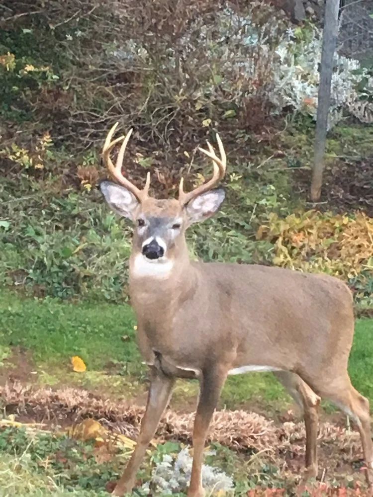 Funny Stories While Deer Hunting