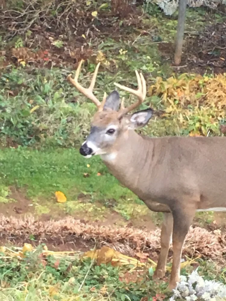 Funny Stories While Deer Hunting