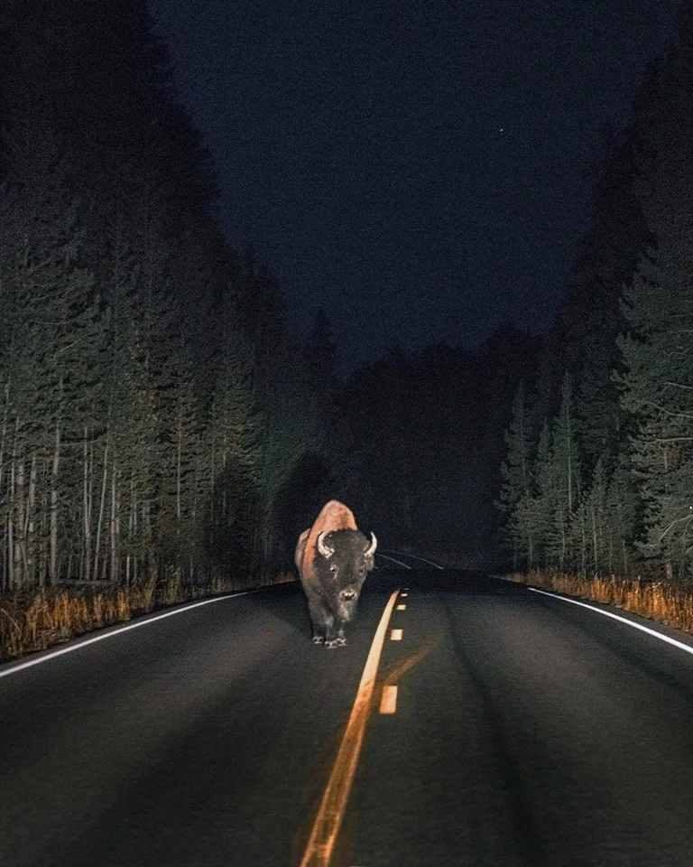 Close call with an Owl (2016)