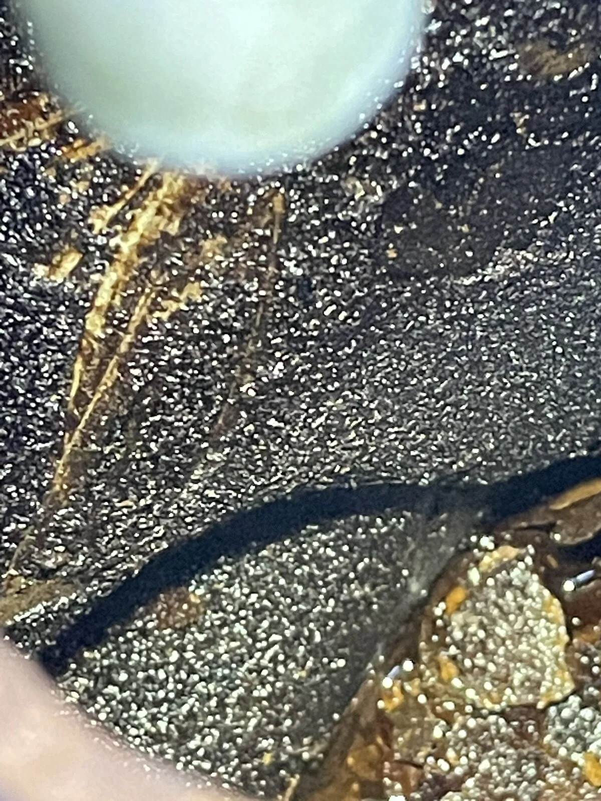 Rusty bike fuel tanks