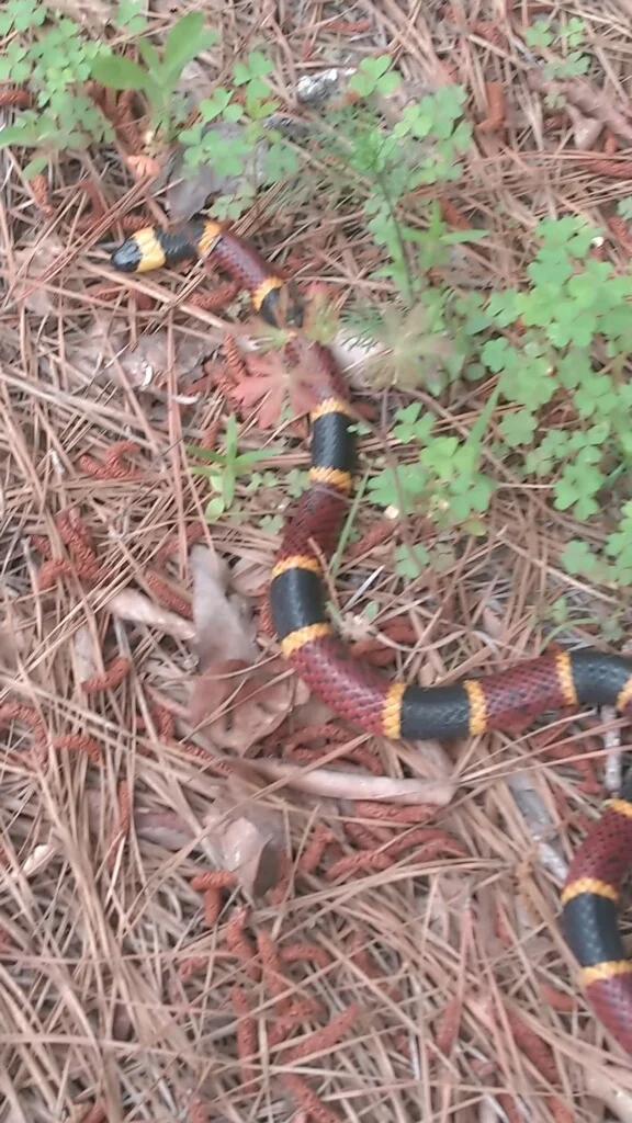 coral snake.jpg