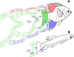 Pistons - flat or domed?