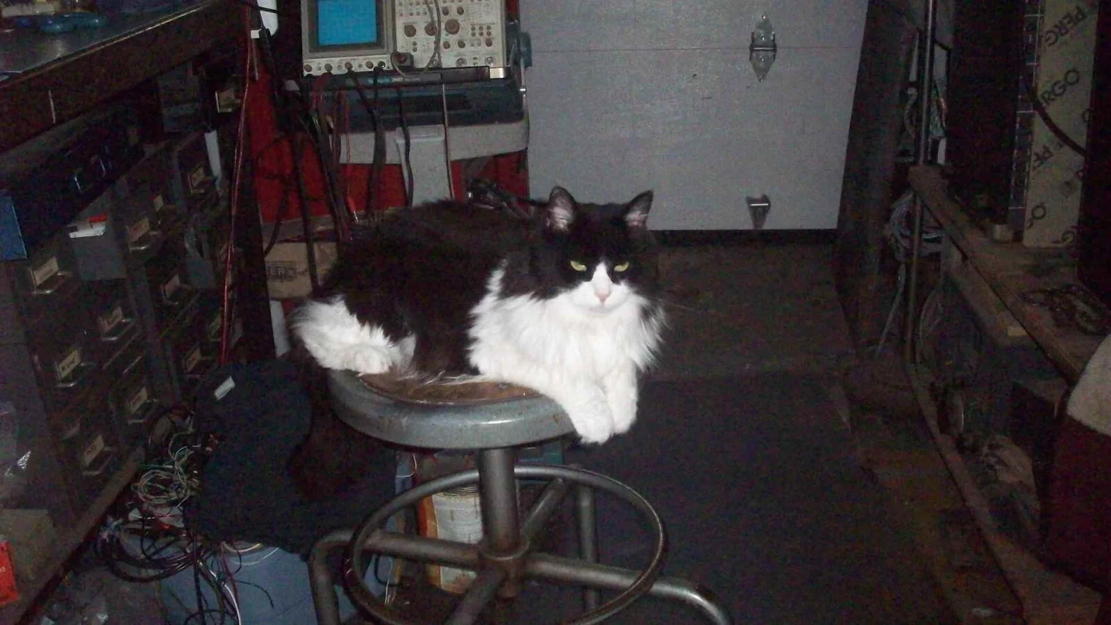 Post Pics of Your Shop Cat.