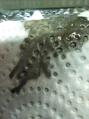 Oil change after gearbox rebuild