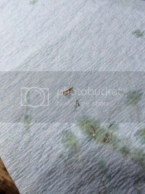 NEWSFLASH -  961 OIL IN AIRBOX FIX