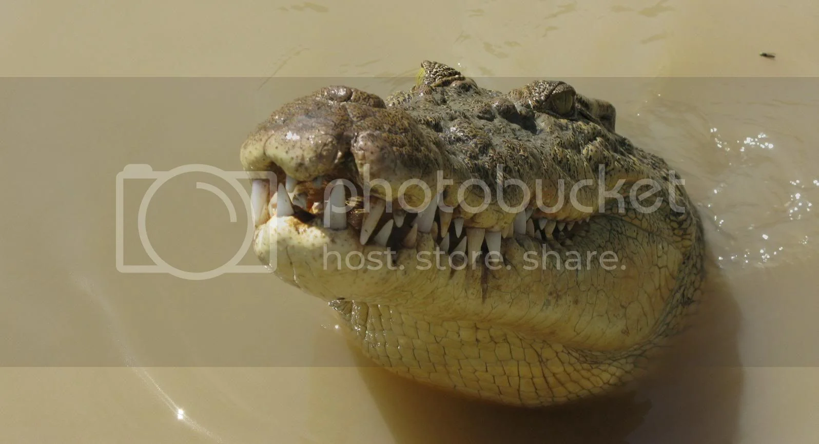 New laws in Australia gone mad