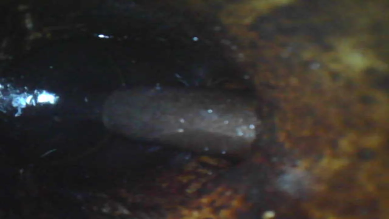 figerglas tank resin caming out in carb