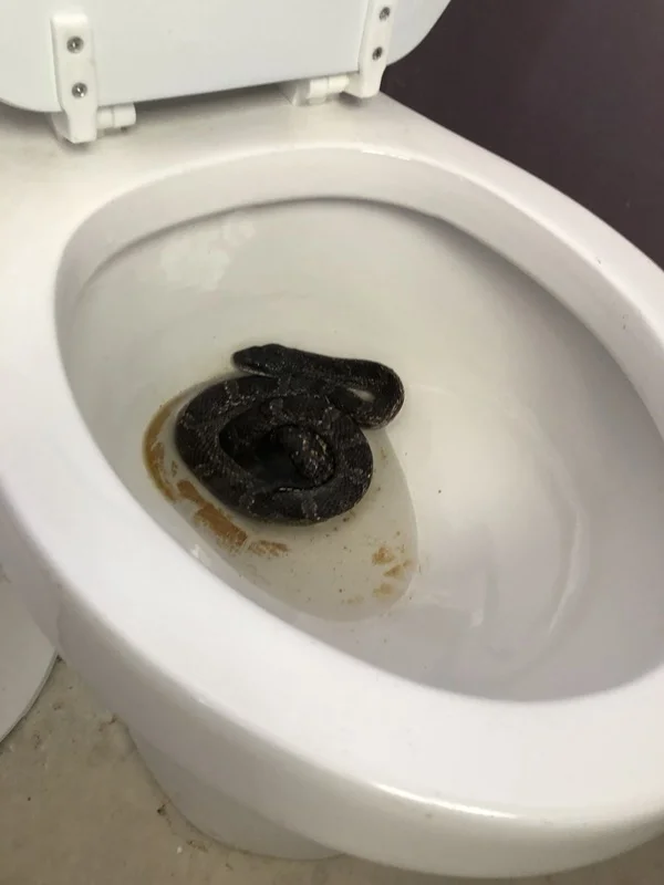 Post Pics of Your Shop Cat.