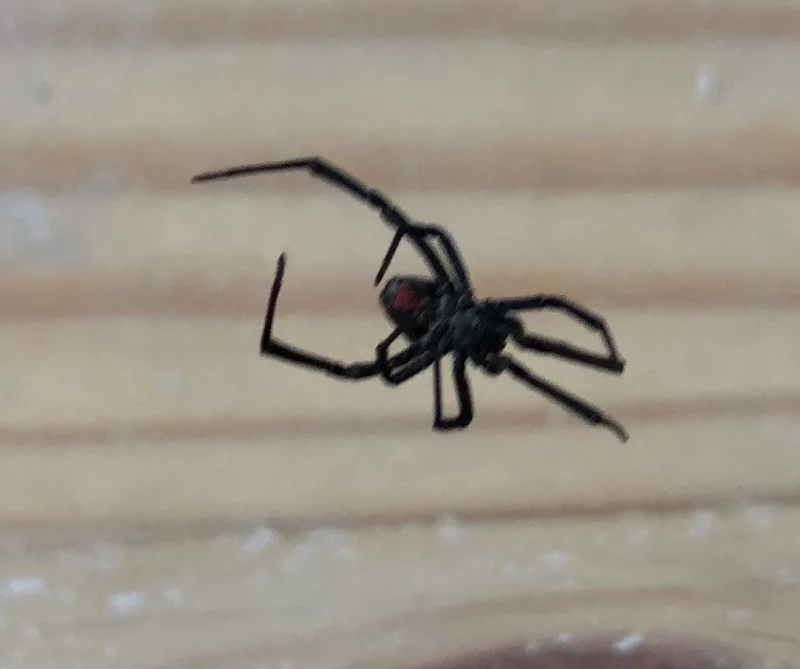 Post Pics of Your Shop Cat.