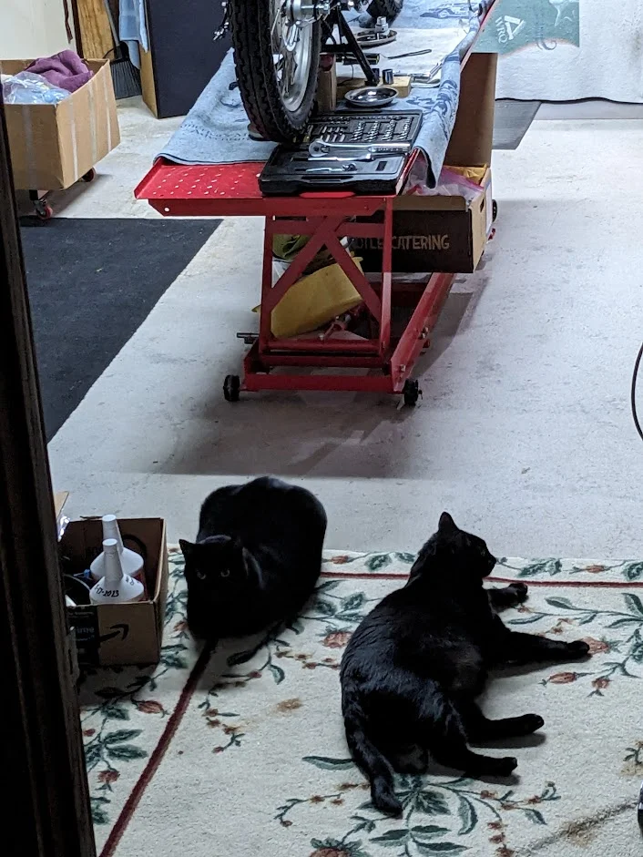 Post Pics of Your Shop Cat.